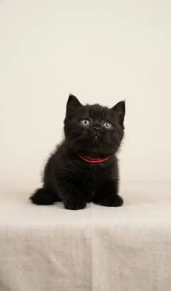 Munchkin BSH Black Solid Jantan