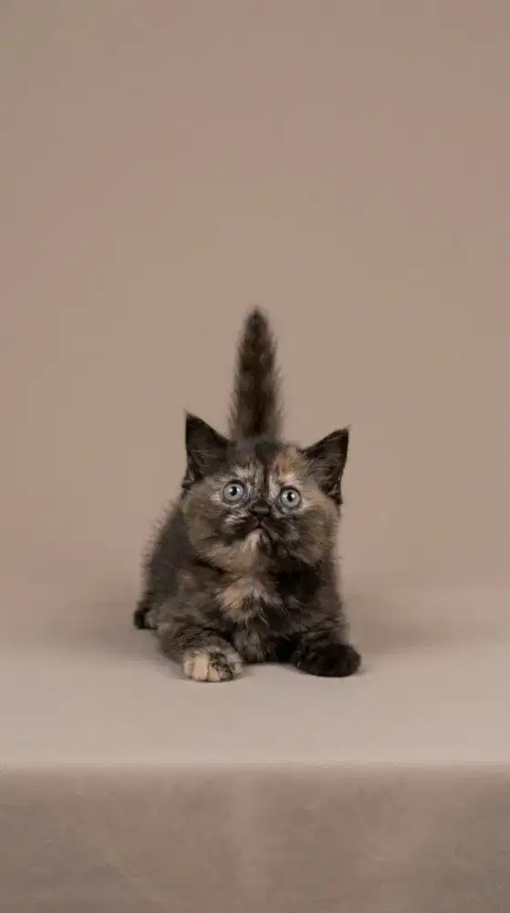 Munchkin BSH Tortie Female