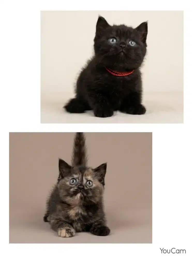 Sepasang Munchkin BSH Black dan Tortie