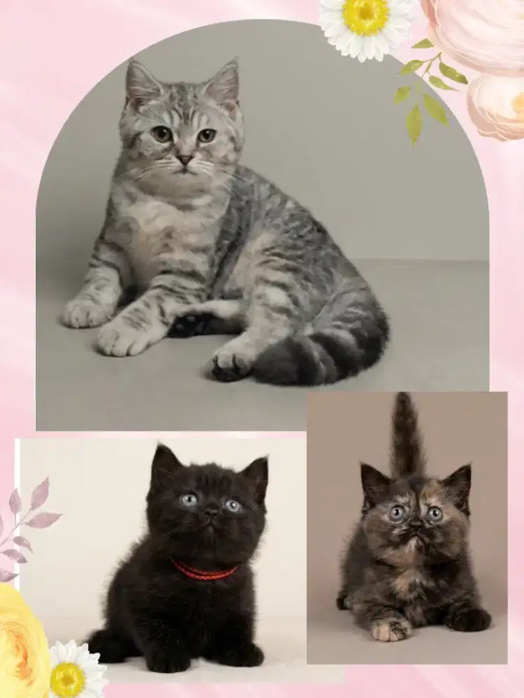 Borongan BSH dan Munchkin BSH