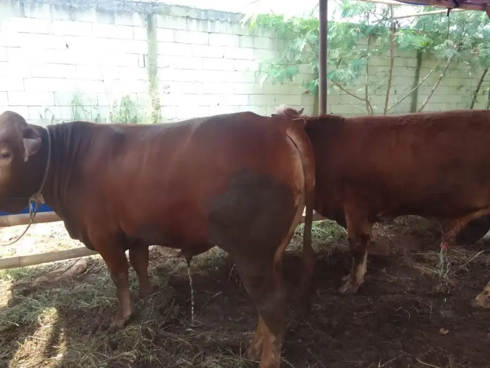 Hewan Qurban Sapi