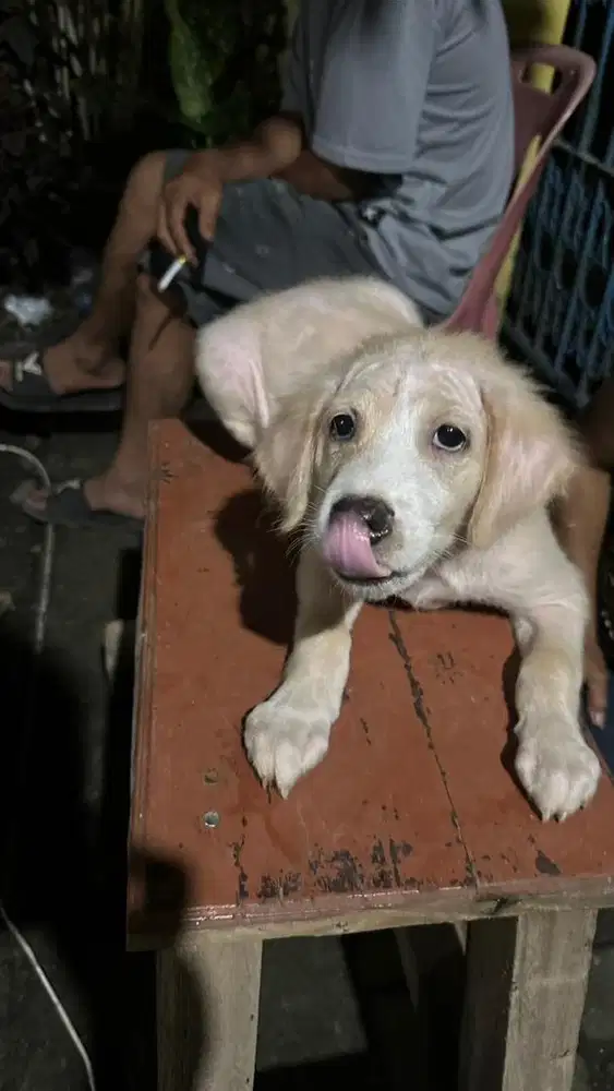 Anak anjing butuh perawatan