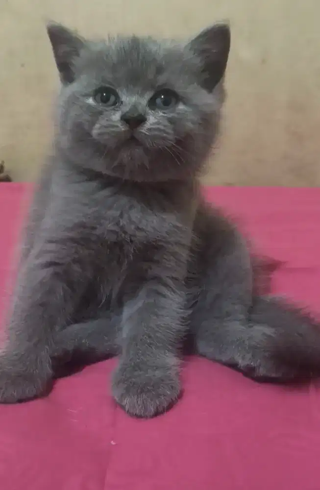 Kitten BSH BLUE CARRIER CINAMON