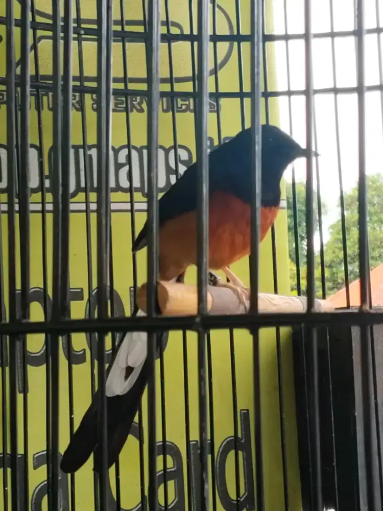 Murai batu harian berkicau