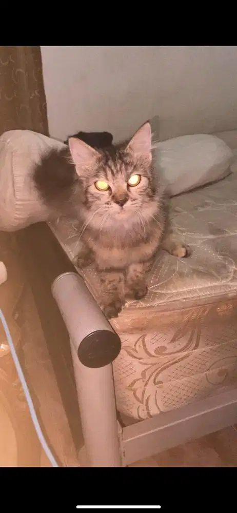 Kucing persmed betina