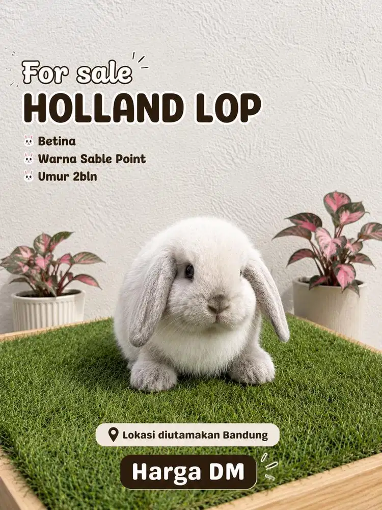 For sale kelinci holland lop sable point bandung