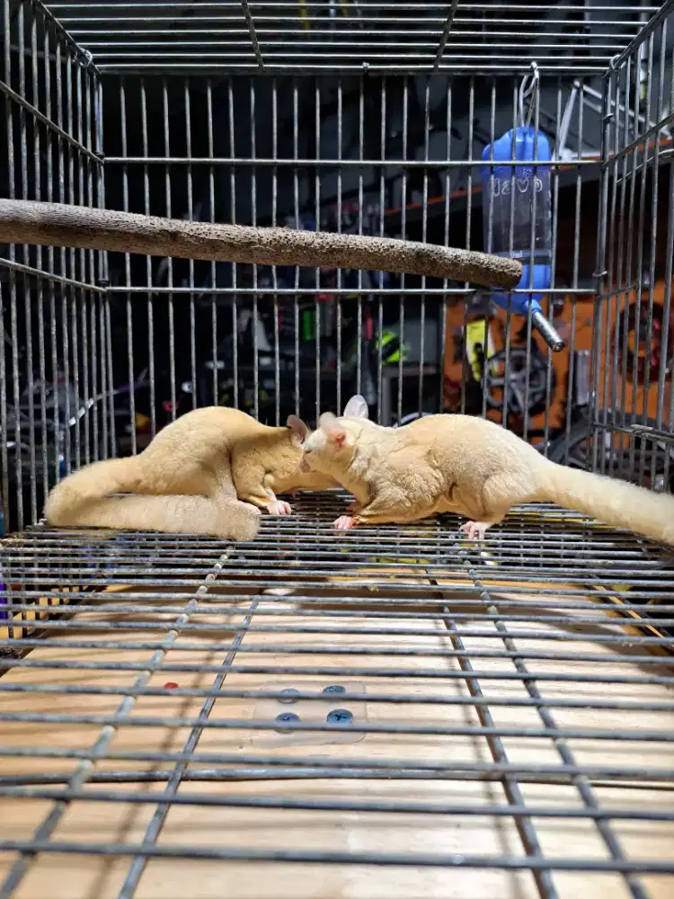 Sugar Glider Creamino sepasang