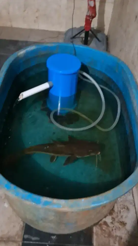 BAK FIBER KOLAM FIBER OVAL FULLSSET DENGAN IKAN