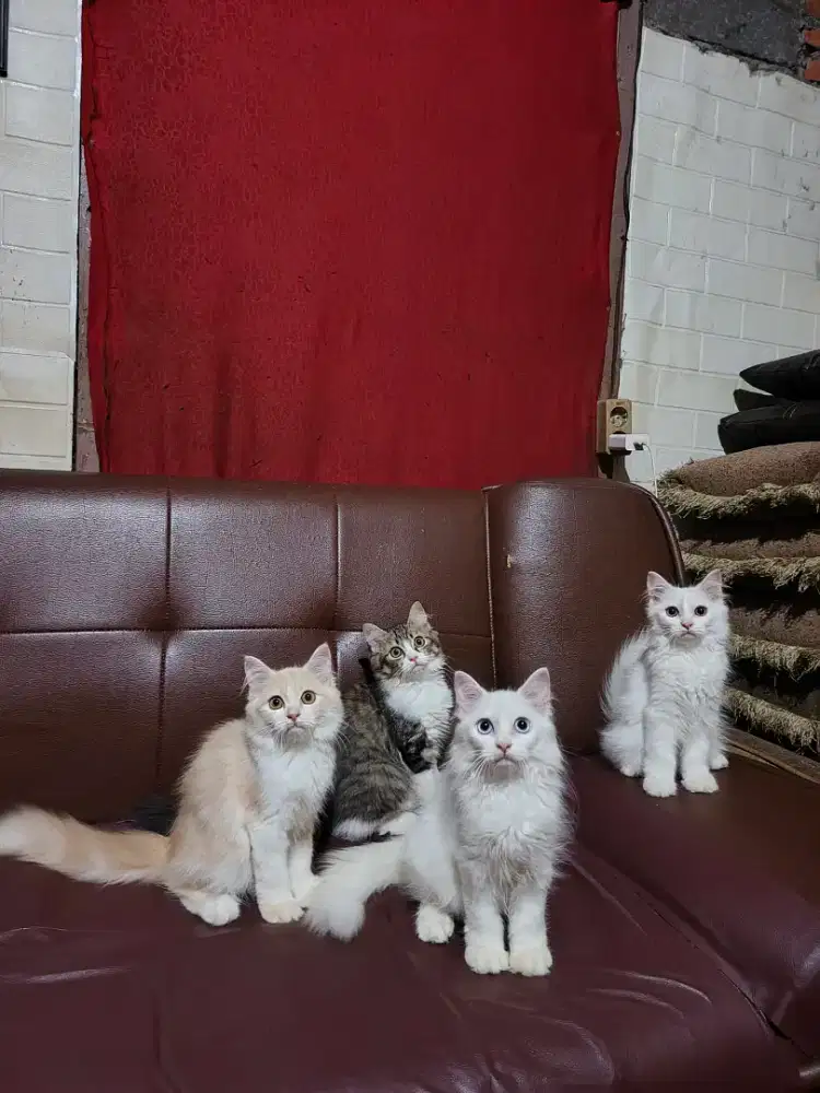 Kitten persia Longhair
