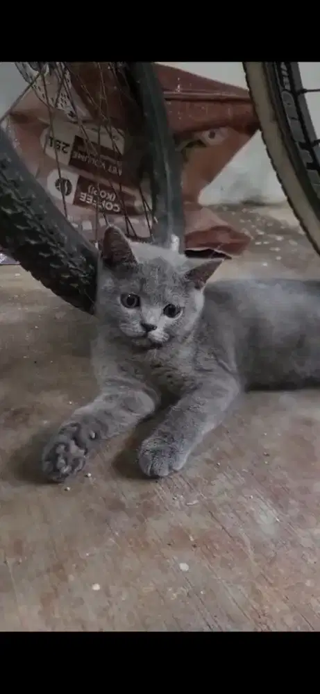 Lepas Adopt Kucing Kitten BSH british shorthair Jantan
