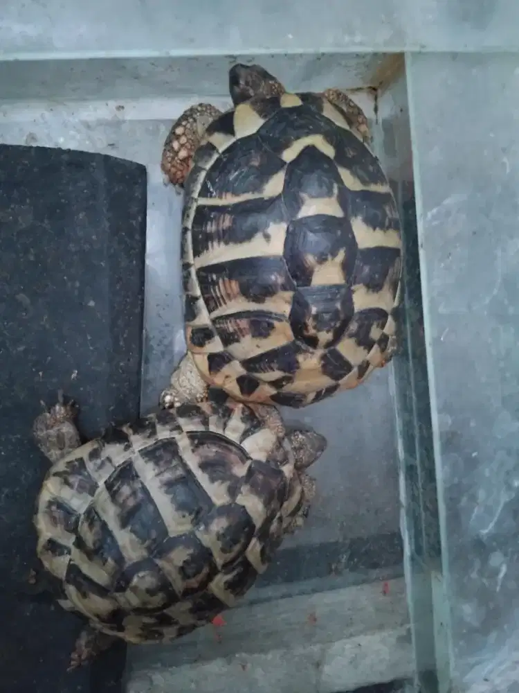 Kura kura Herman Tortoise