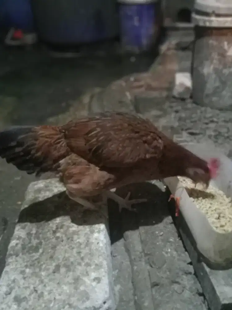 Ayam betina sedang bertelur