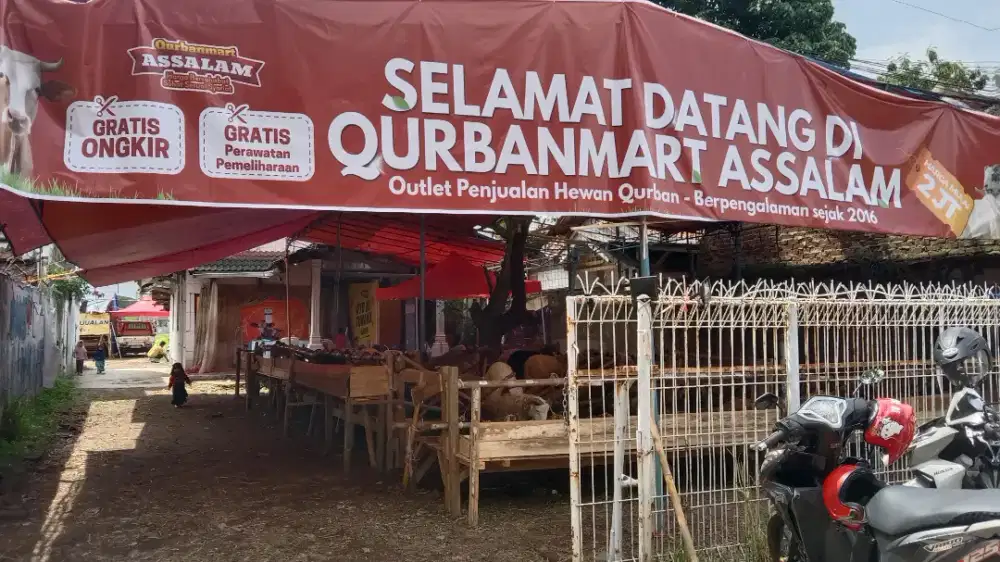 Hewan qurban bandung#domba murah#hewan qurban terdekat#domba 2026#
