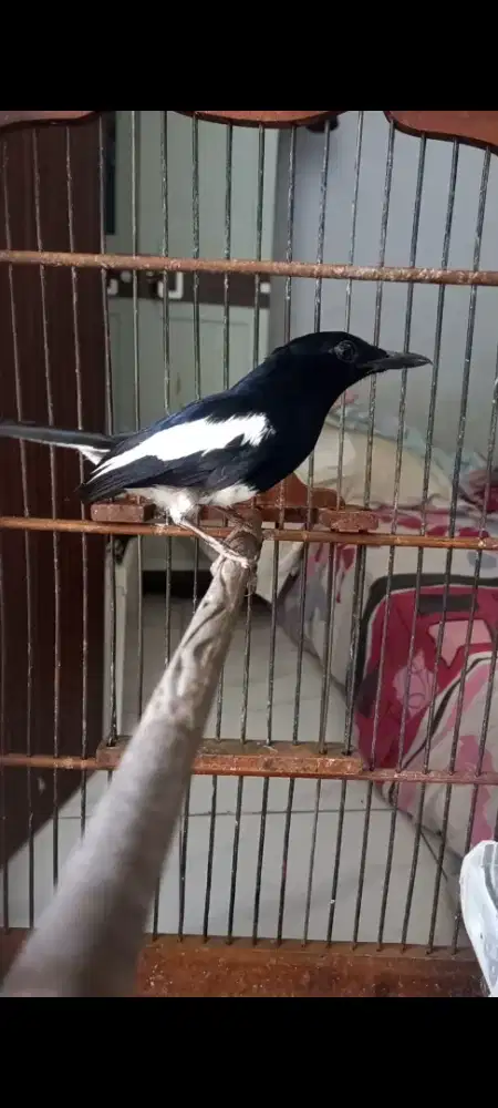 Kacer jawa barat