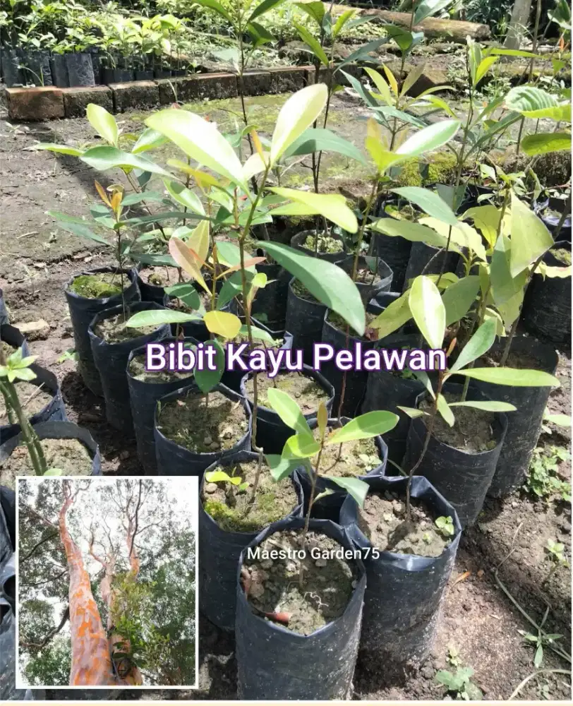 Bibit Kayu Pelawan 50 cm