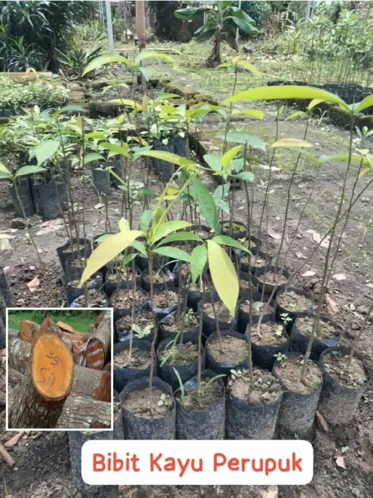 Bibit Kayu Perupuk 50 cm