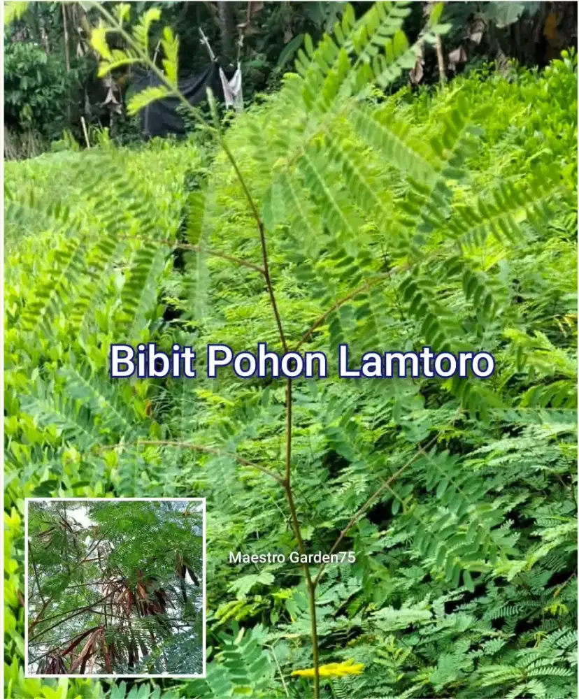 Bibit Pohon Lamtoro 50 cm