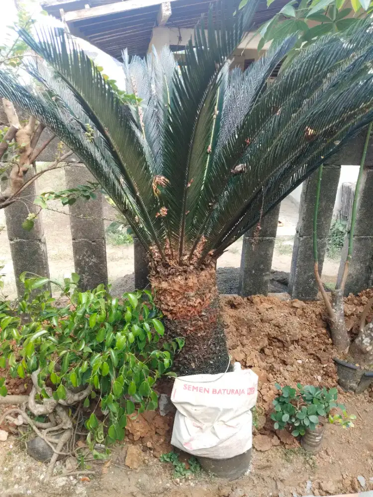 Dijual tanaman sikas, harga nego sampai jadi