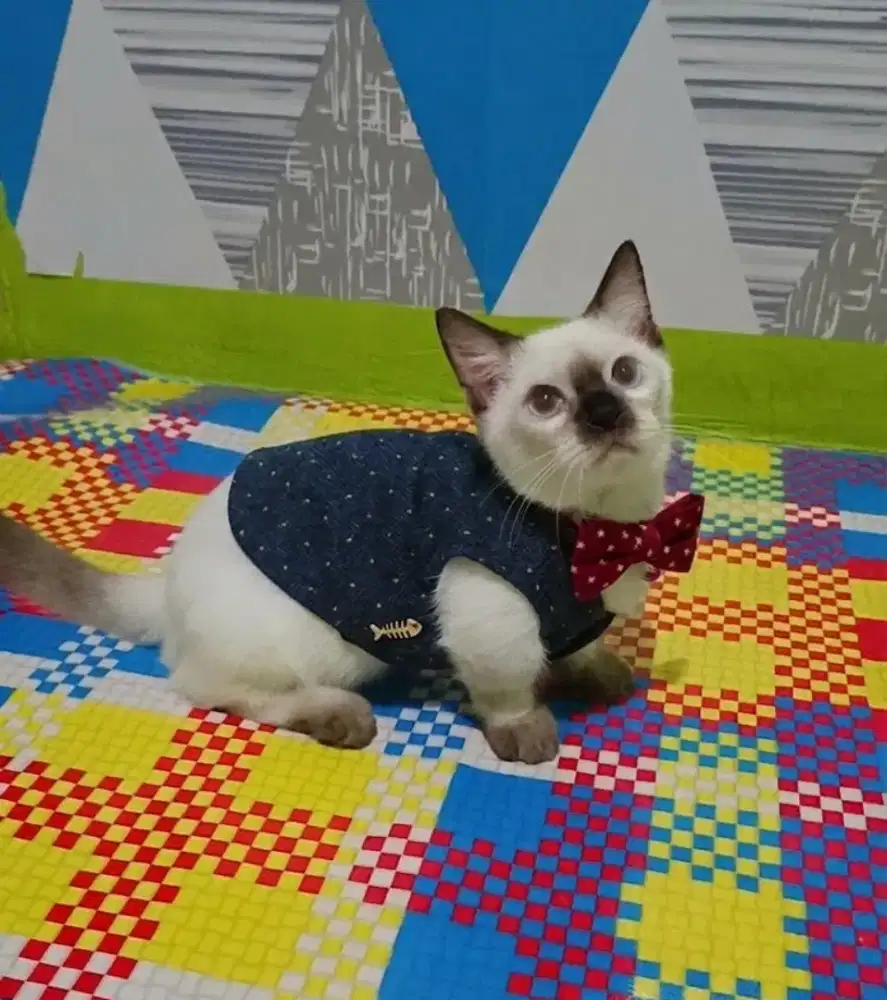 Kucing Kitten Cebol Kaki Pendek Munchkin