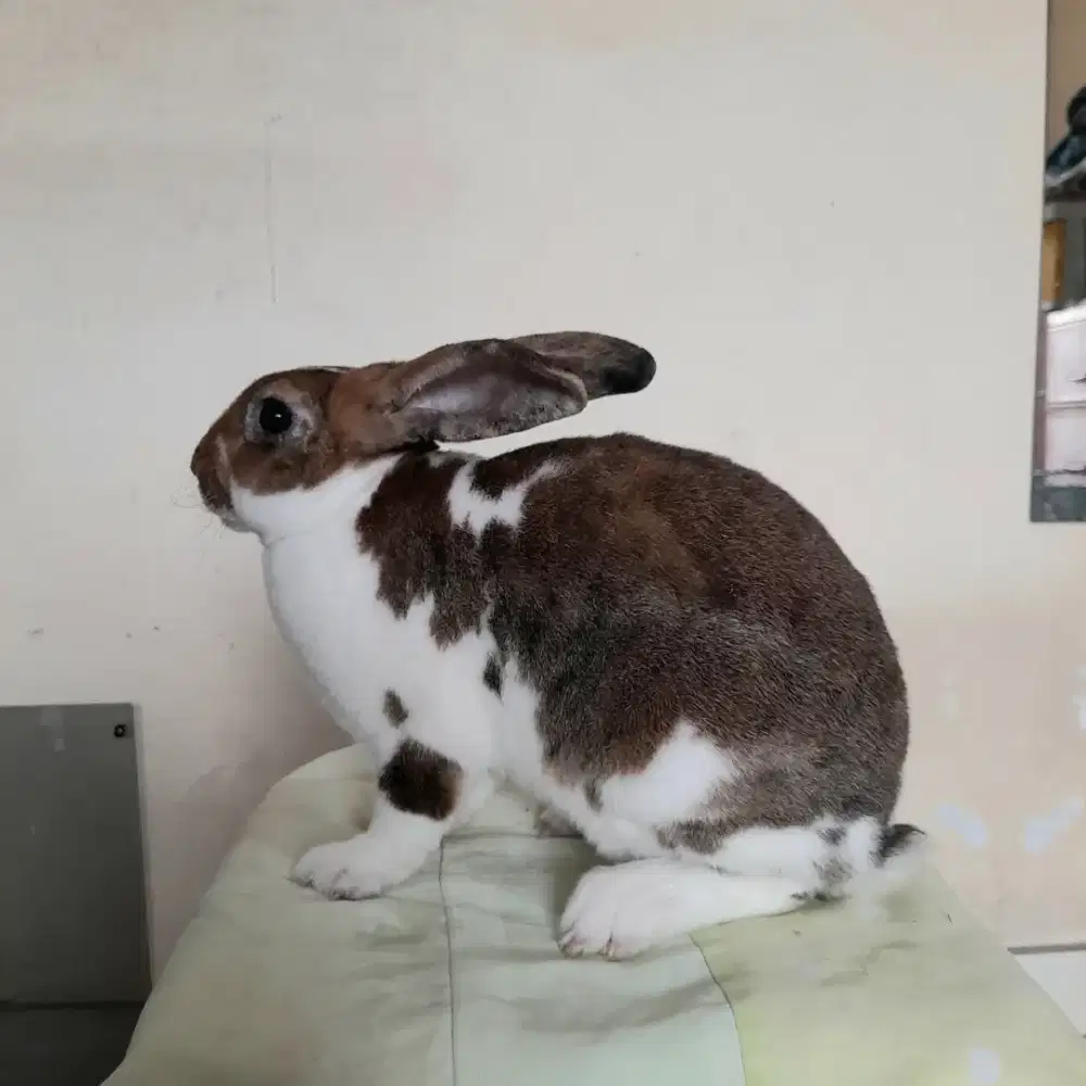 KELINCI REX REMAJA BULU KARPET