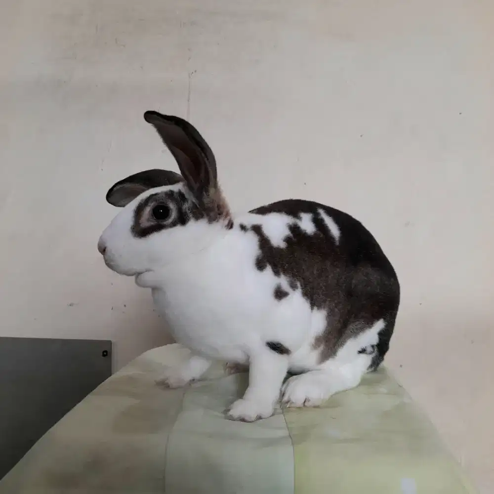 KELINCI REX REMAJA BULU KARPET