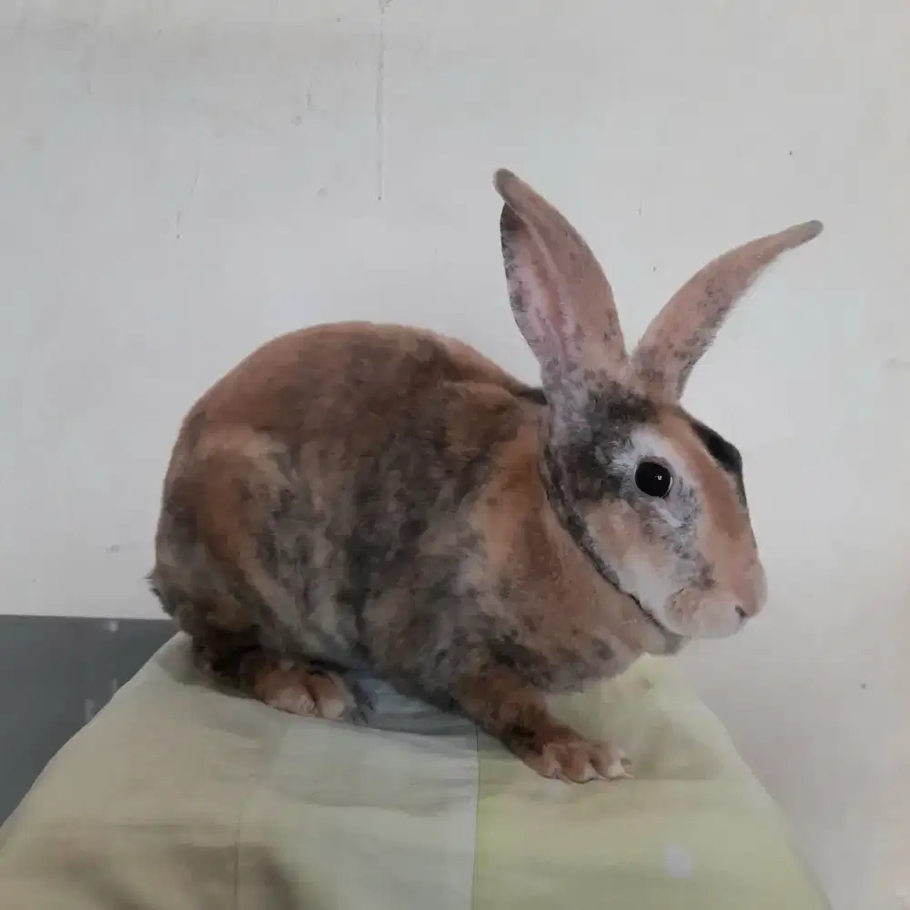 KELINCI REX REMAJA BULU KARPET