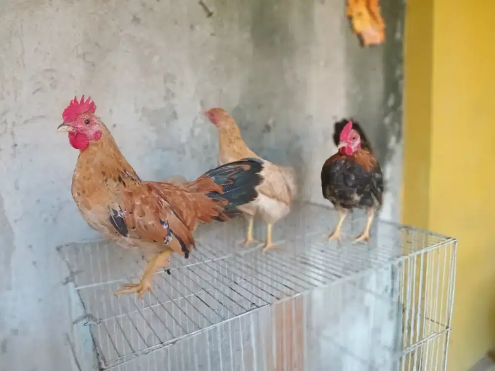 Ayam kate  umur 4 bulan