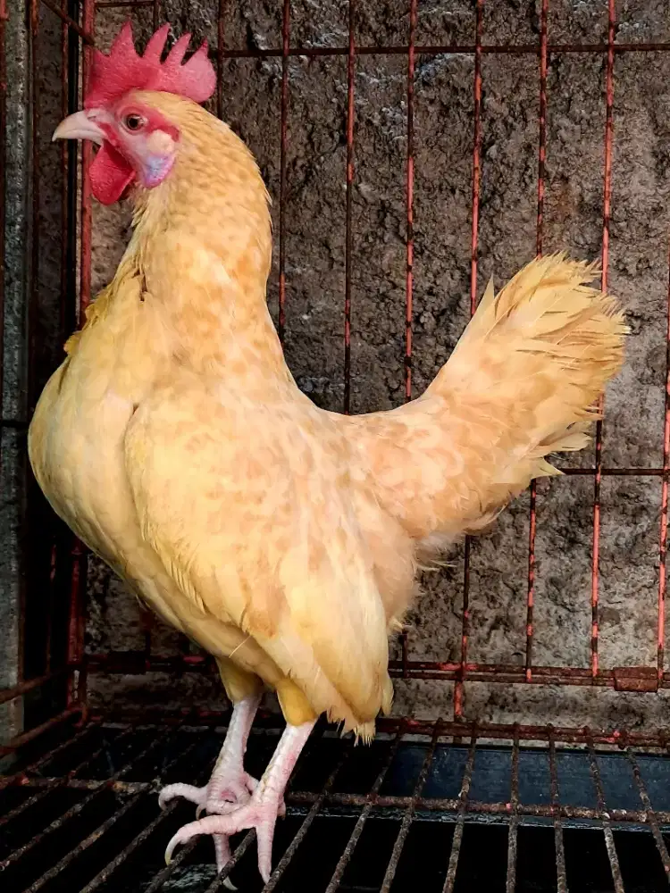 Ayam hias kate Betina