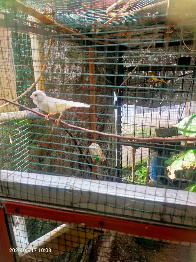 Burung Kenari Betina Putih
