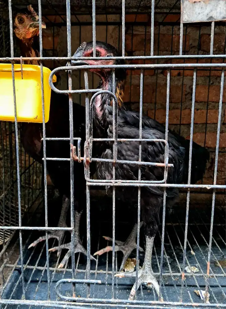 Anakan Ayam Pelung Betina dua ekor