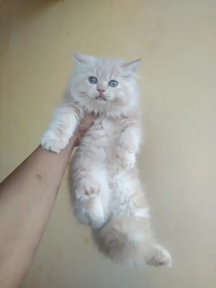 Kucing jantan usia 3 bulan kurang susah mandiri