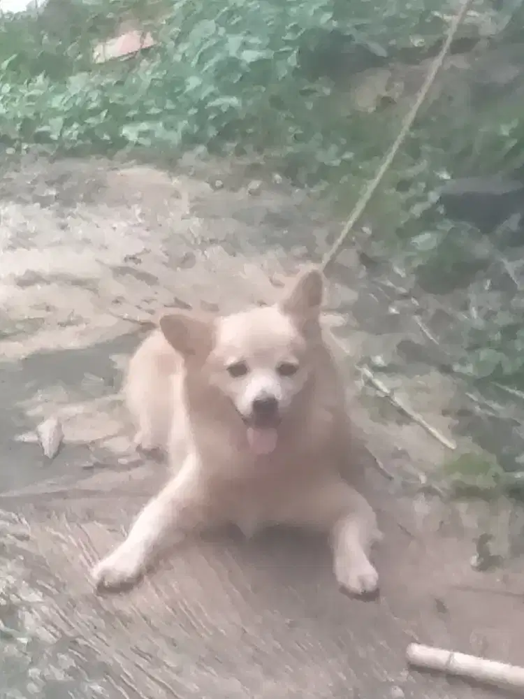 Anjing Mini Pom jantan ji nak 15 bulan