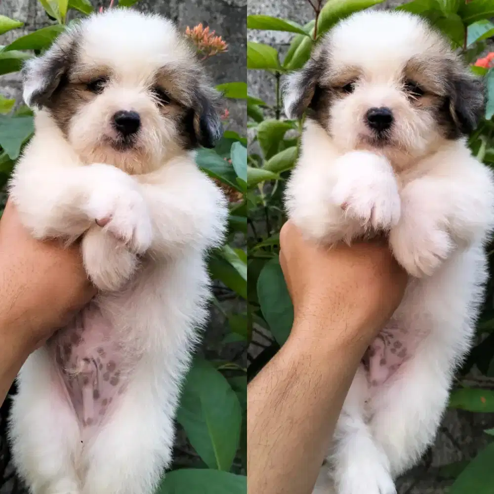Shihtzu Jantan Gembrong