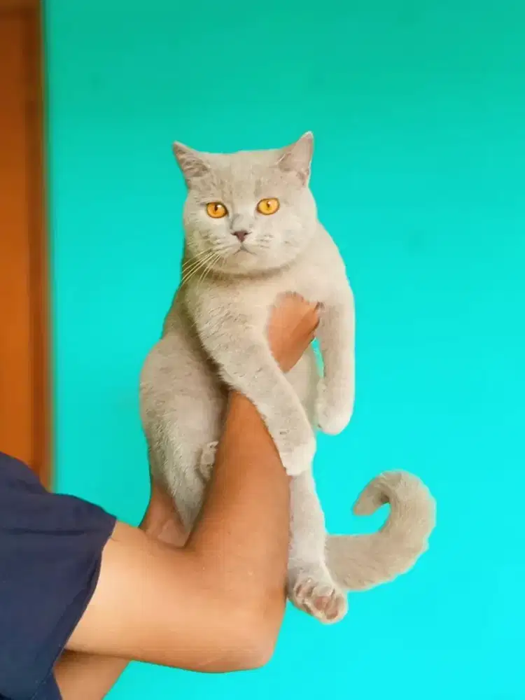 British Shorthair Lilac