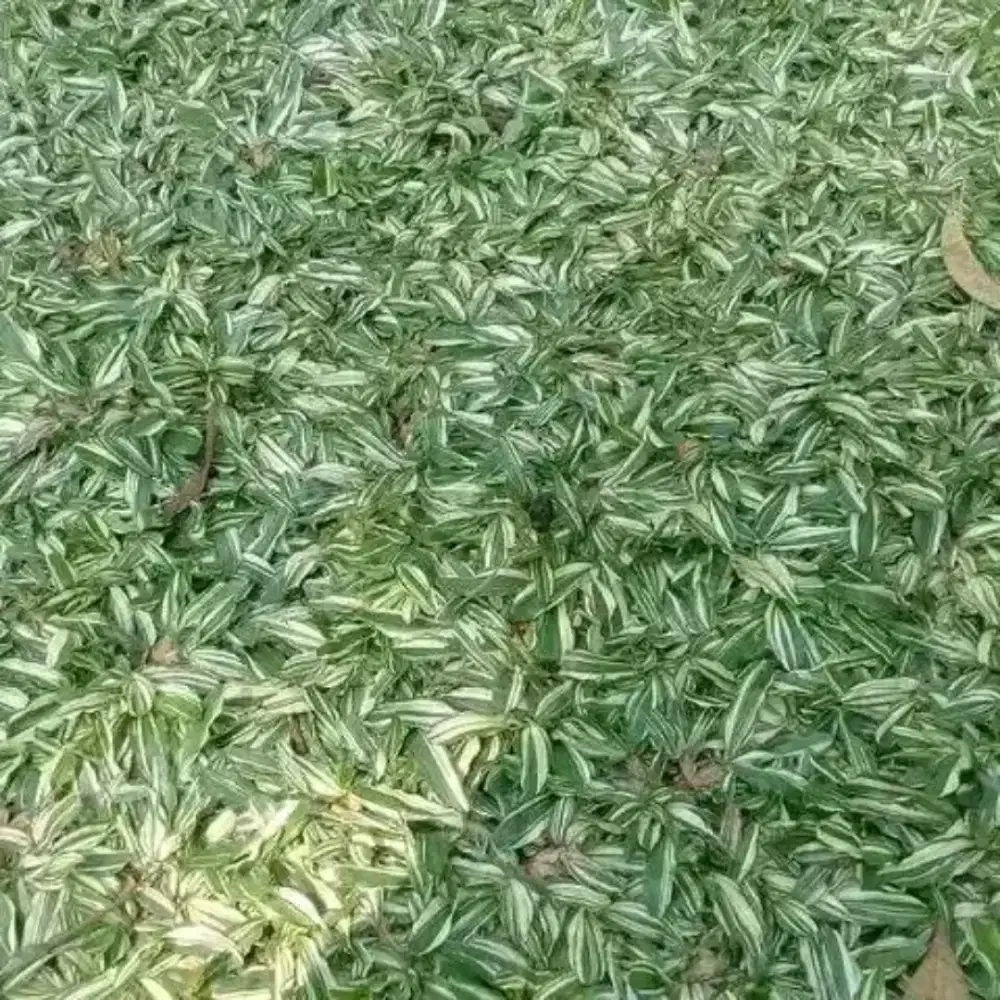 Jual rumput hias varigata dan gajah mini