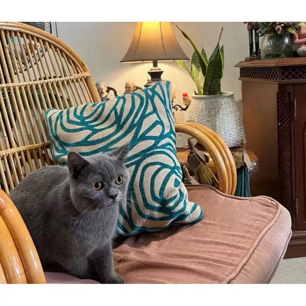 Kucing BSH British Short Hair Cat Jakarta Jantan Purebred Sehat Gemoy
