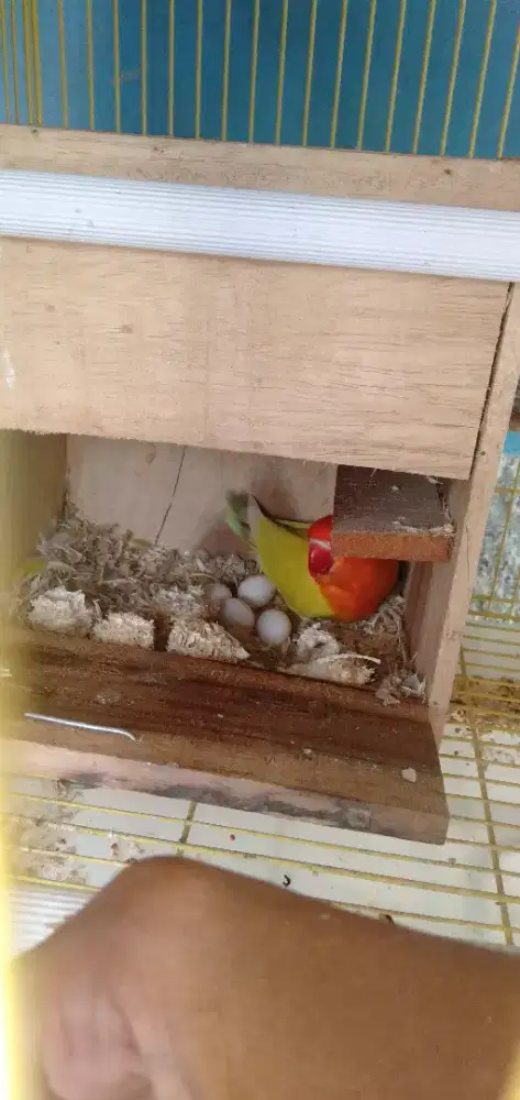 Dijual Lovebird produk