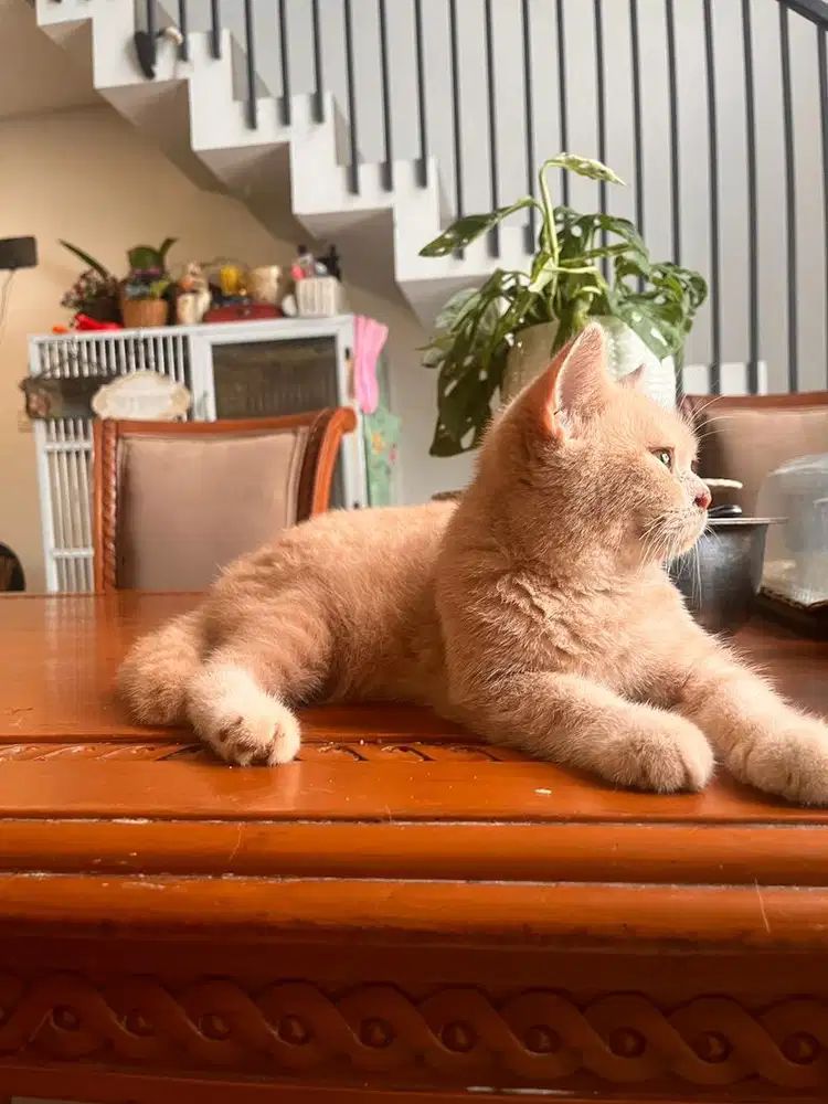 Kucing BSH British Short Hair Jakarta Kucing Jantan Rumahan Sehat