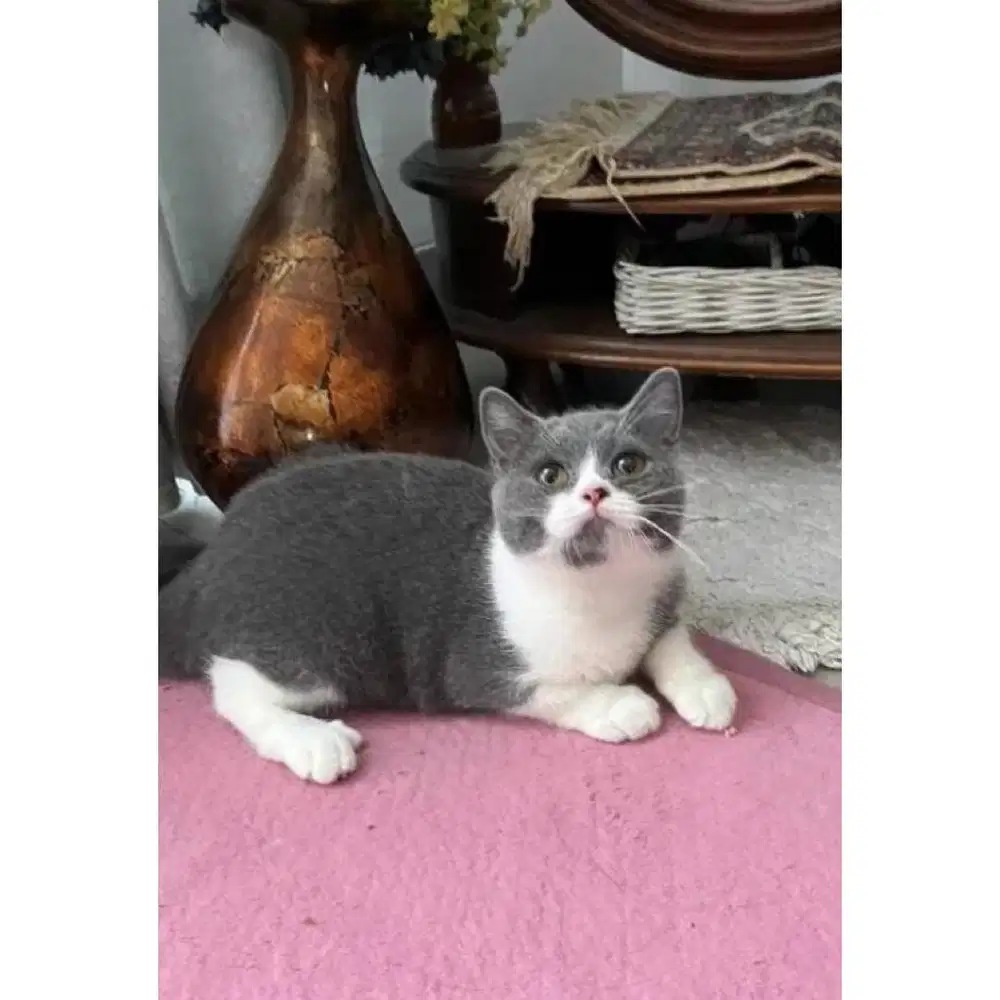 Kucing Ras BSH British Short Hair Jakarta Jantan Sehat Gemoy Murah