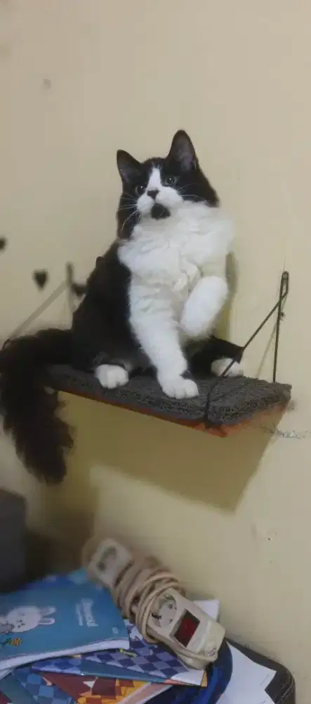 Kucing kitten/anak kucing Persia betina
