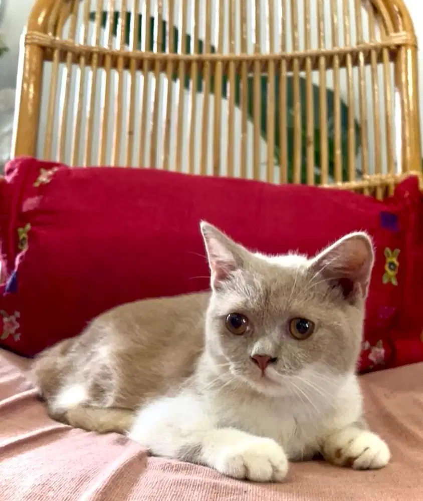 Kucing Ras BSH British Short Hair Jantan Purebred Jakarta Sehat Gemoy