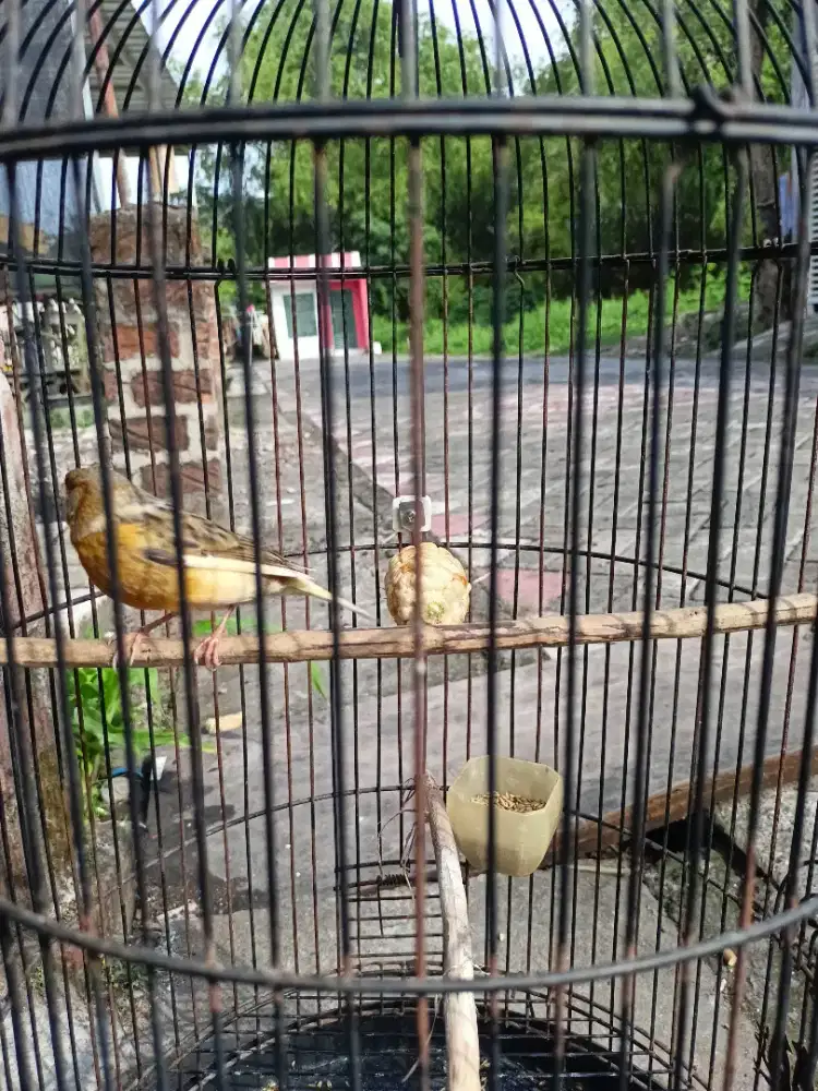 Burung kenari jenis lokal gacor pagi sampai sore minus tidak ada