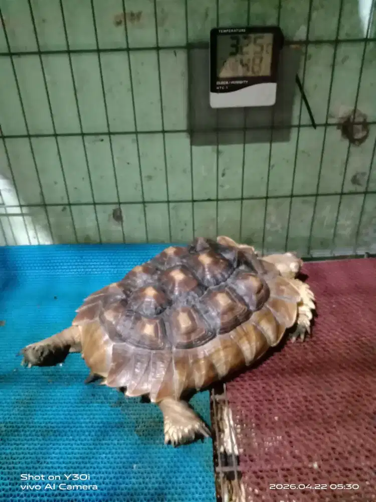 Kura-kura Sulcata