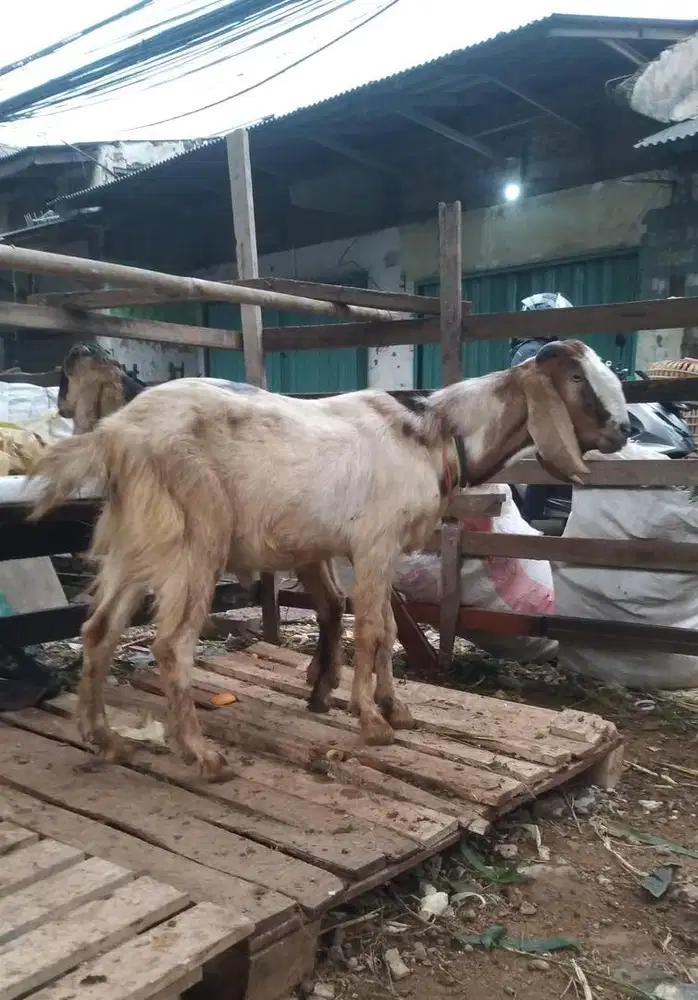 Kambing kelas ekonomis