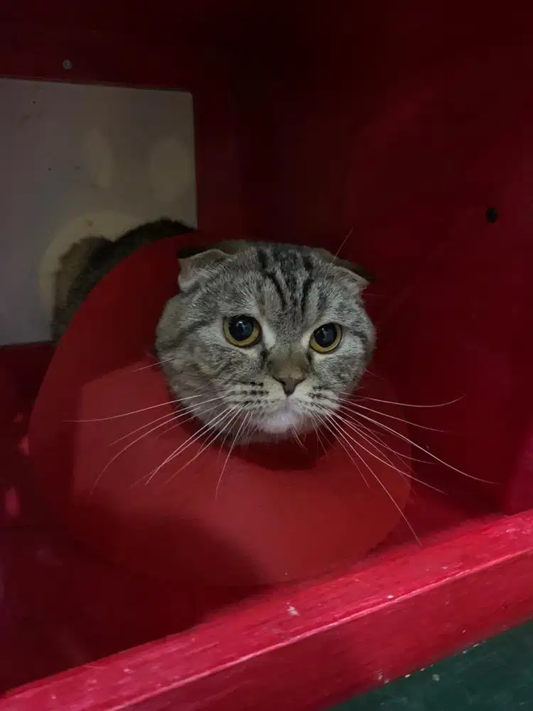 GROOMING KUCING | SALON KUCING