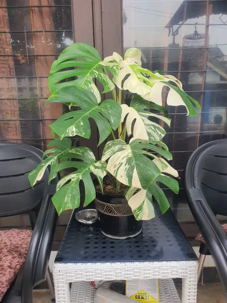 Tanaman monstera variegata