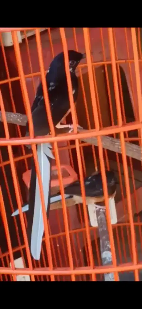 Sepasang murai blorok ekor slap putih