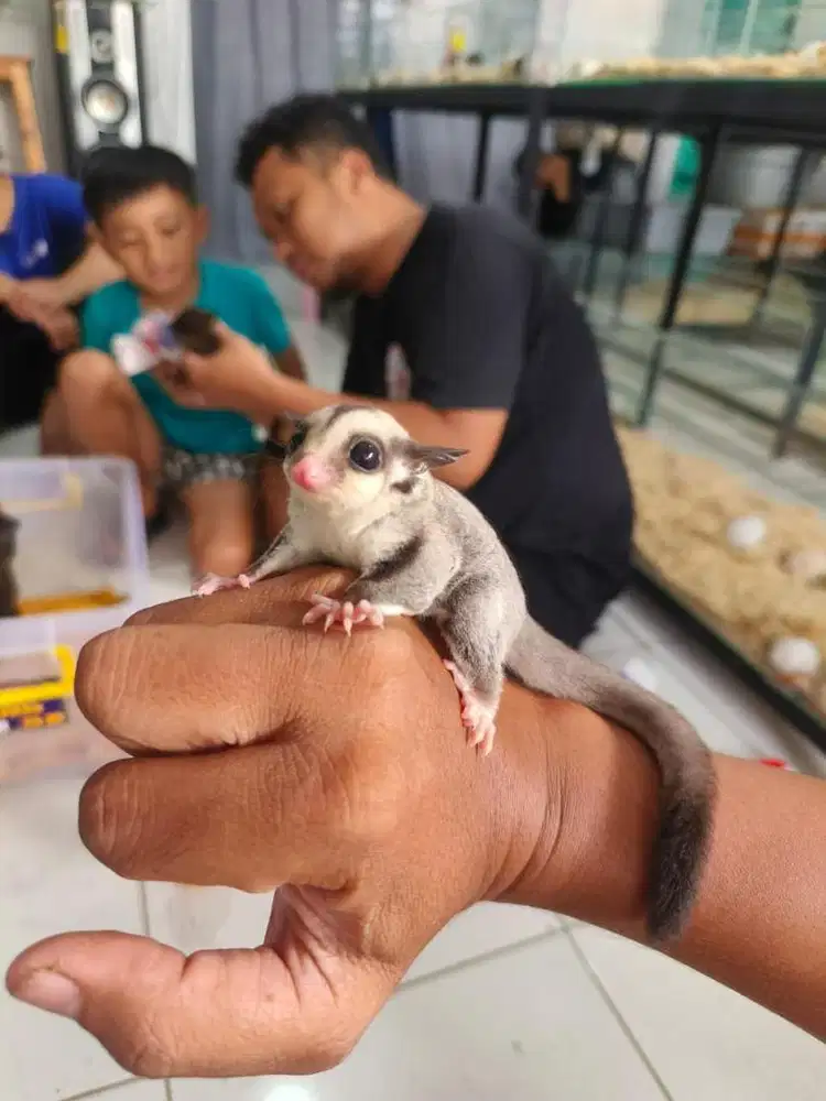 Sugar glider white face joey