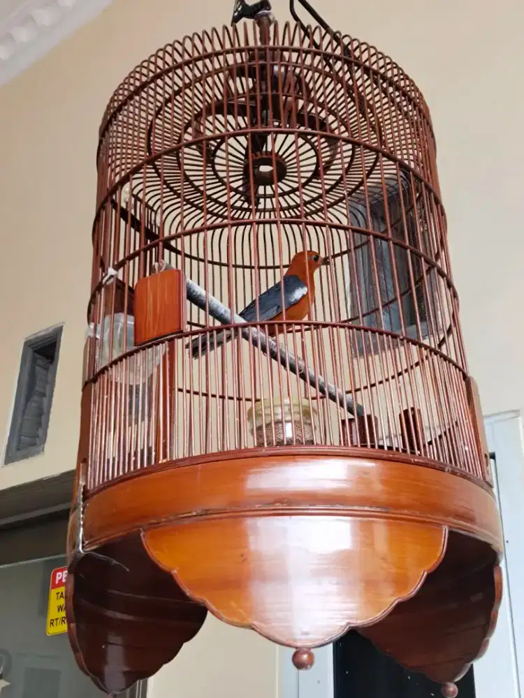Burung Anis Merah