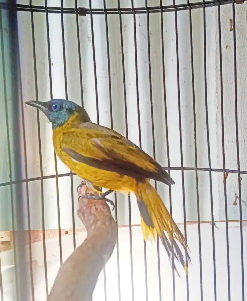 KUTILANG SUTRA BETINA